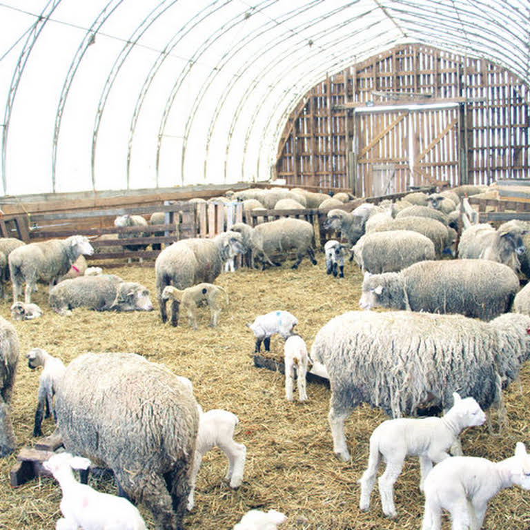 Wiggans+Farm+Pic+1